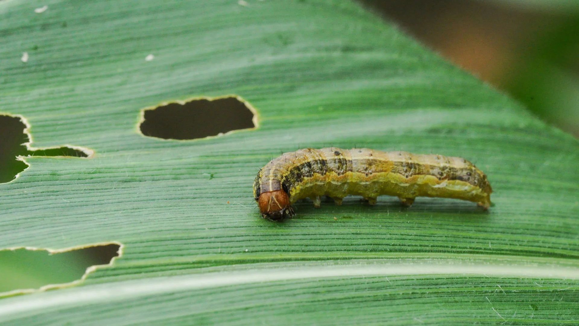 Have Armyworms Infested Your Lawn? Don’t Panic! Here’s What to Do!