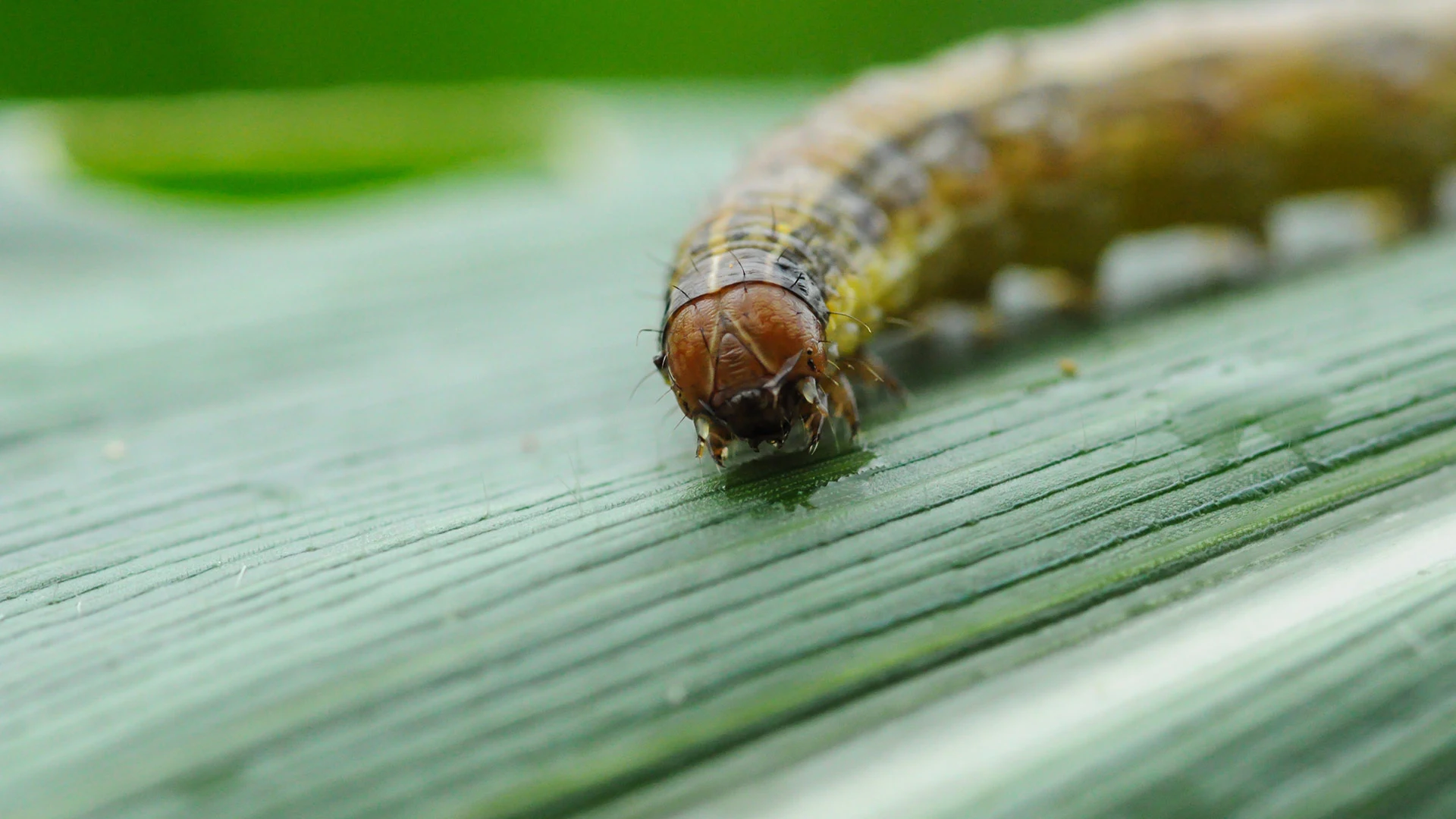 Armyworm on a leaf looking scandelous near Buda, TX.