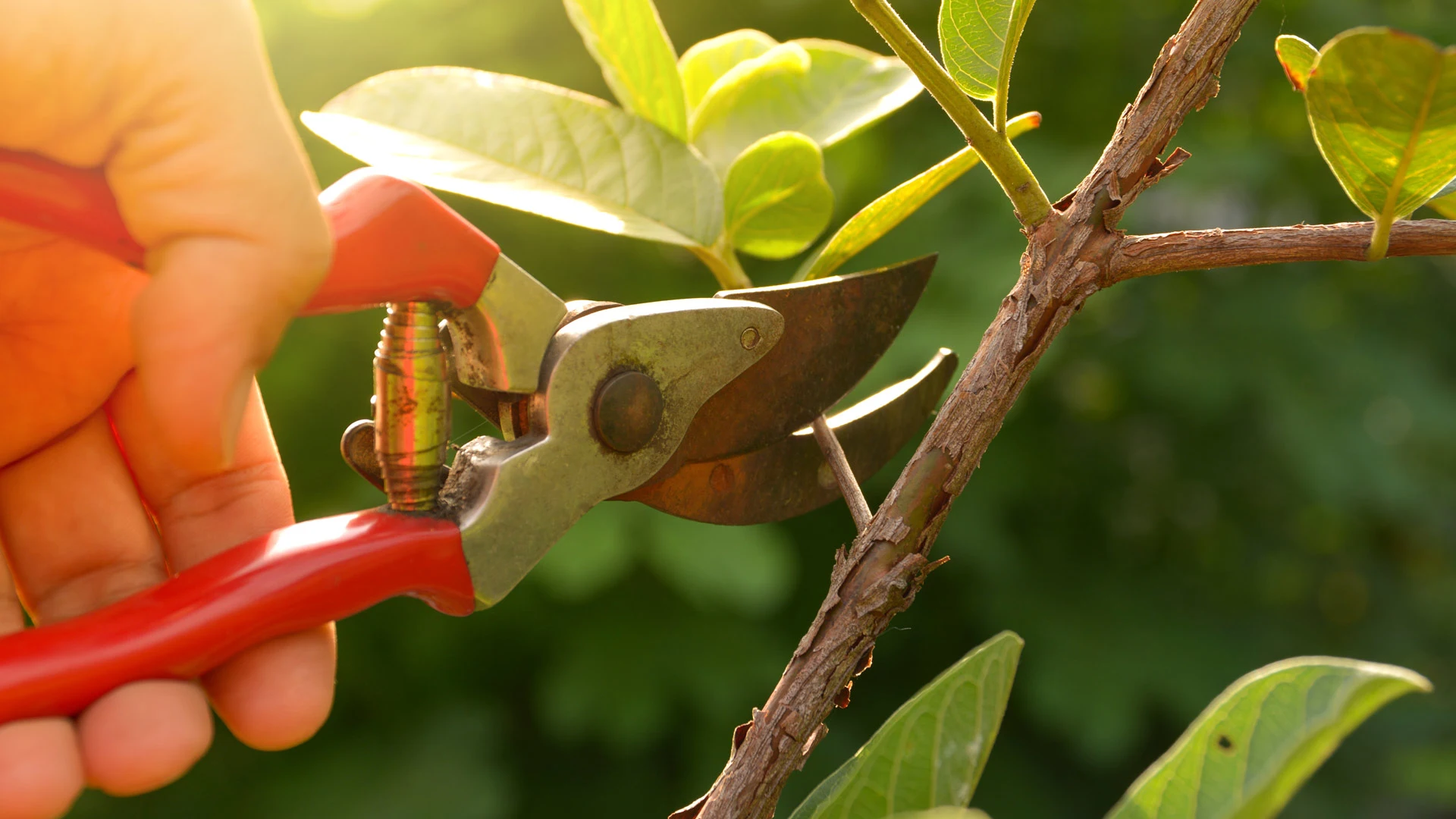 DIY Pruning Is a Bad Idea - Always Hire Professionals to Prune Your Plants!