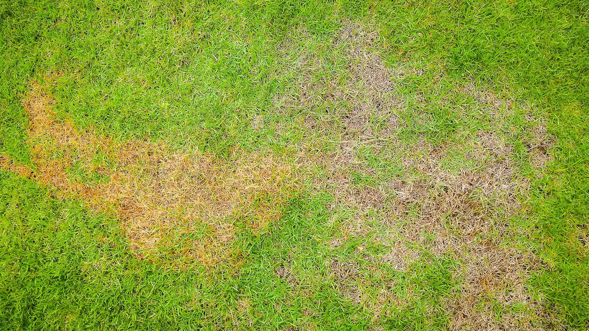 Brown Patch - Don’t Let This Lawn Disease Overtake Your Property in Texas!