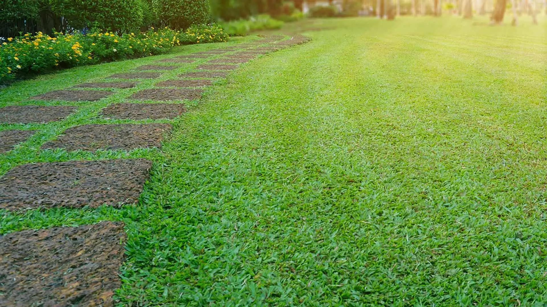 Greenery shown in a neighborhood in Comal County, TX.