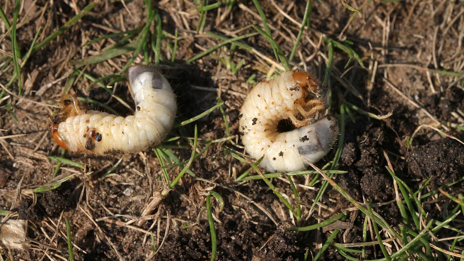 Grubs found on top of a lawn in Seguin, TX.