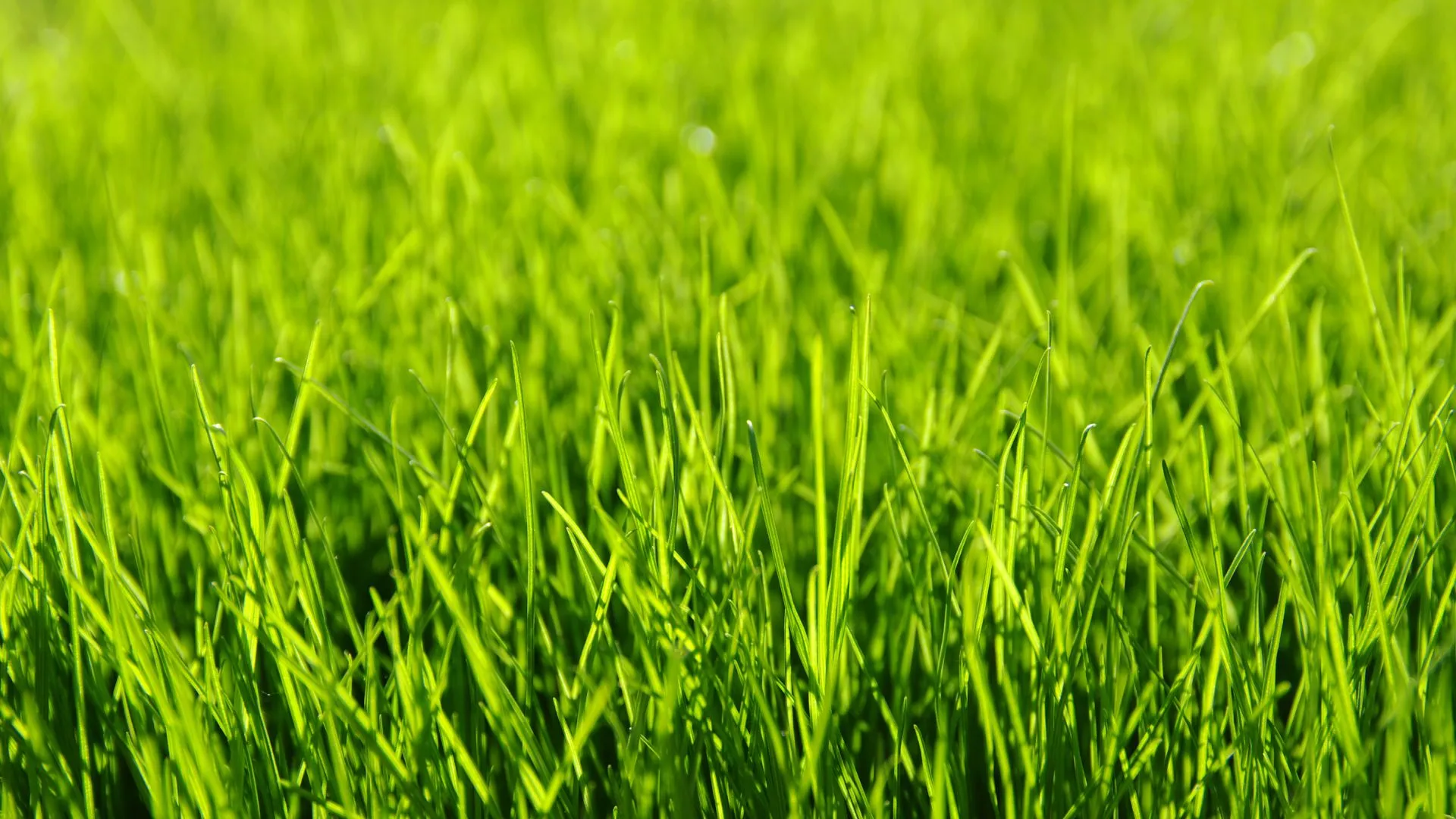 Liquid Aeration vs Core Aeration - Which One Is Better?