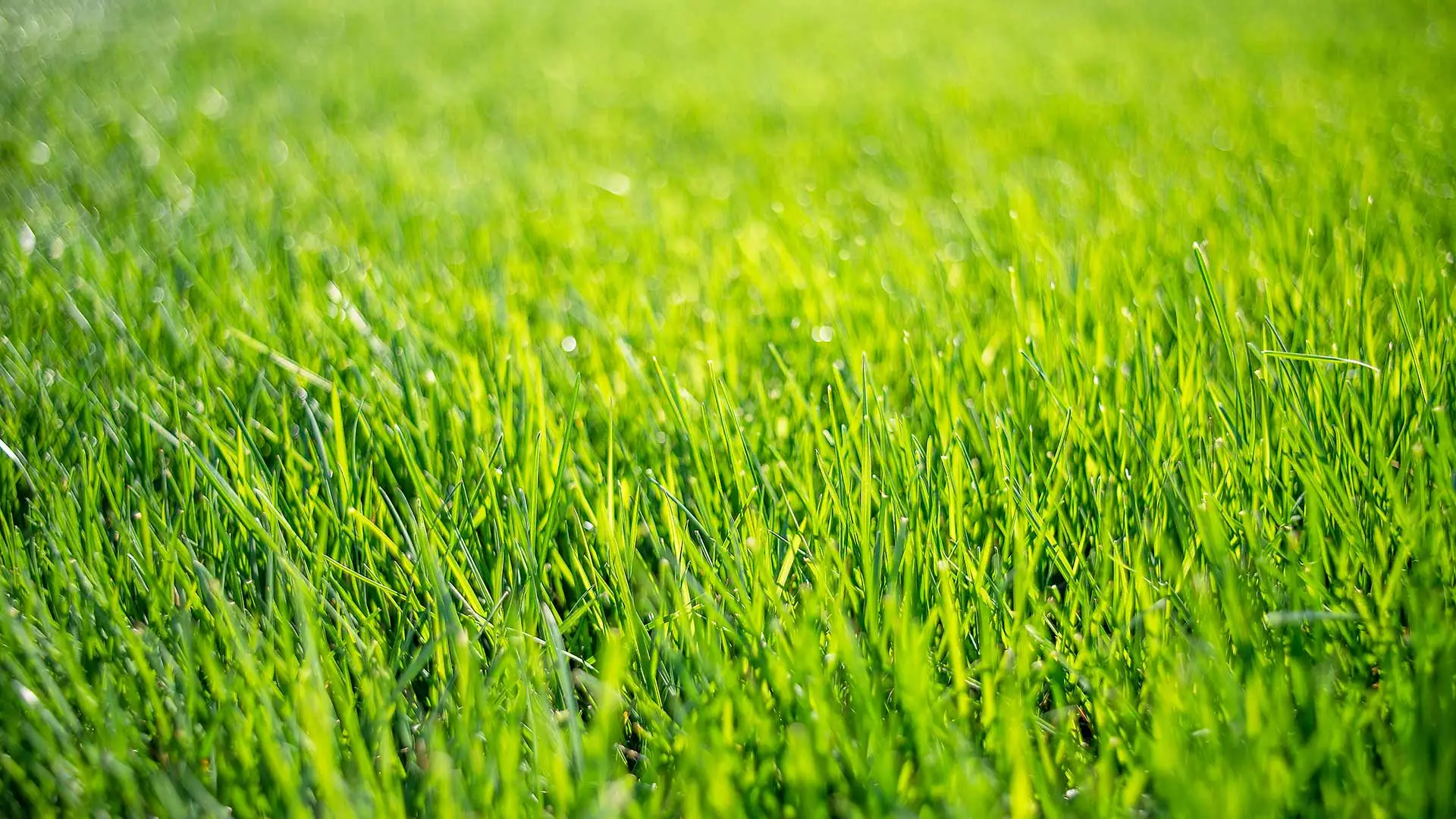 Healthy, green lawn grass at a home in New Braunfels, TX.