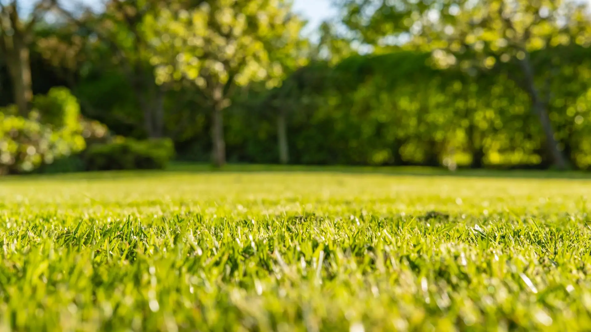 Lawn after liquid aeration treatments in Hays County, TX.
