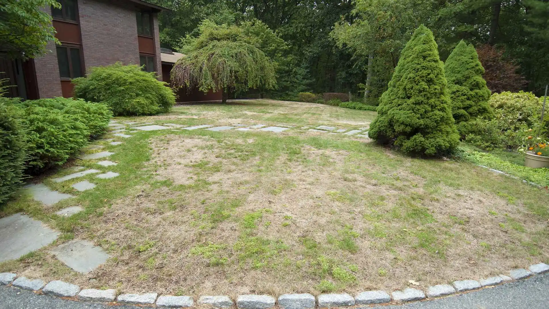 Brown patch lawn disease in lawn in New Braunfels, TX.