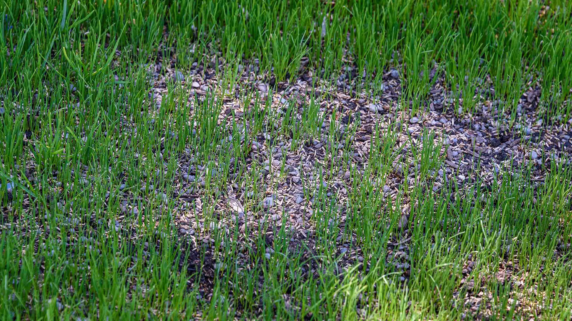 3 Great Reasons to Overseed Your Lawn This Fall!
