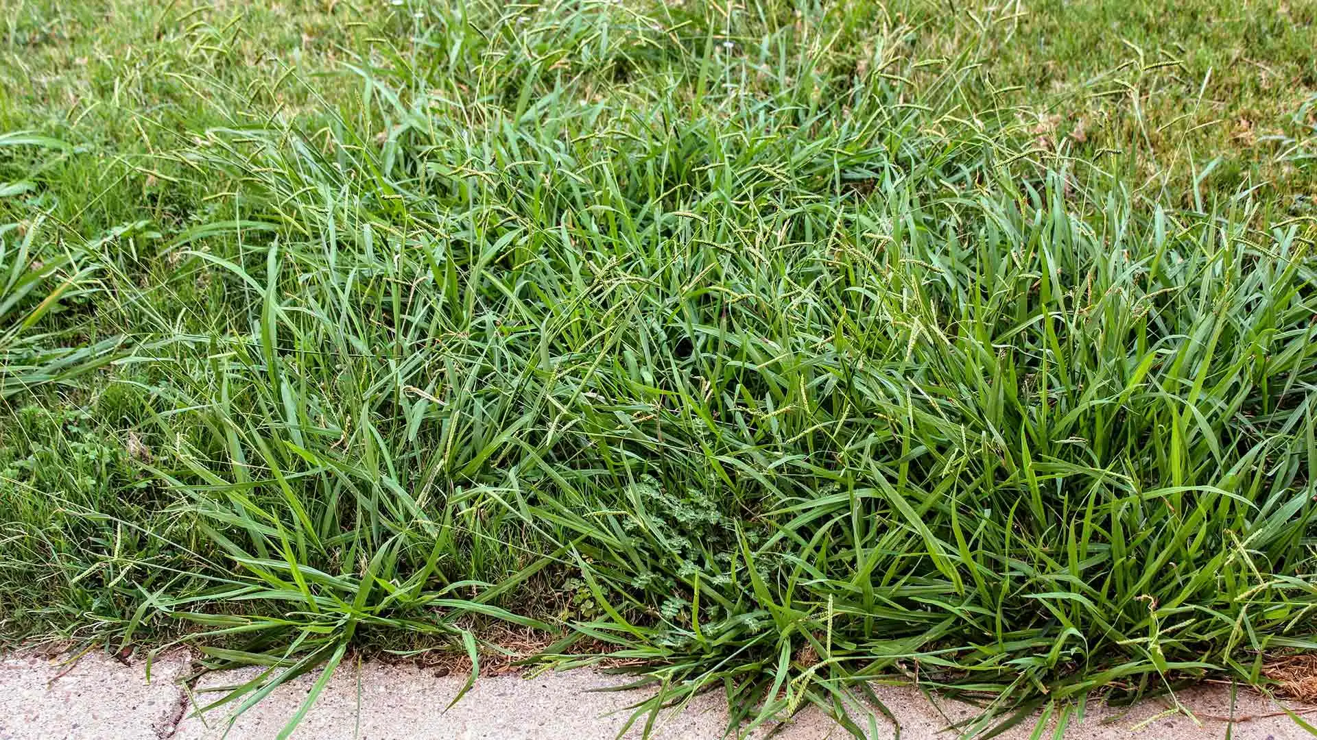 Common Mistakes to Avoid When Controlling Weeds in Your Lawn