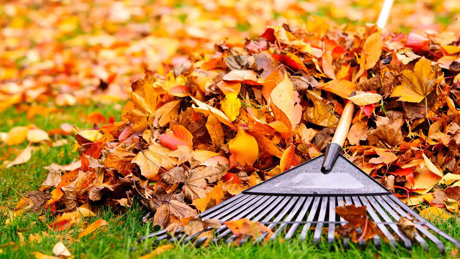 Leaf pile with a rake in the fall with beautiful orange leaves in the Buda, TX area.
