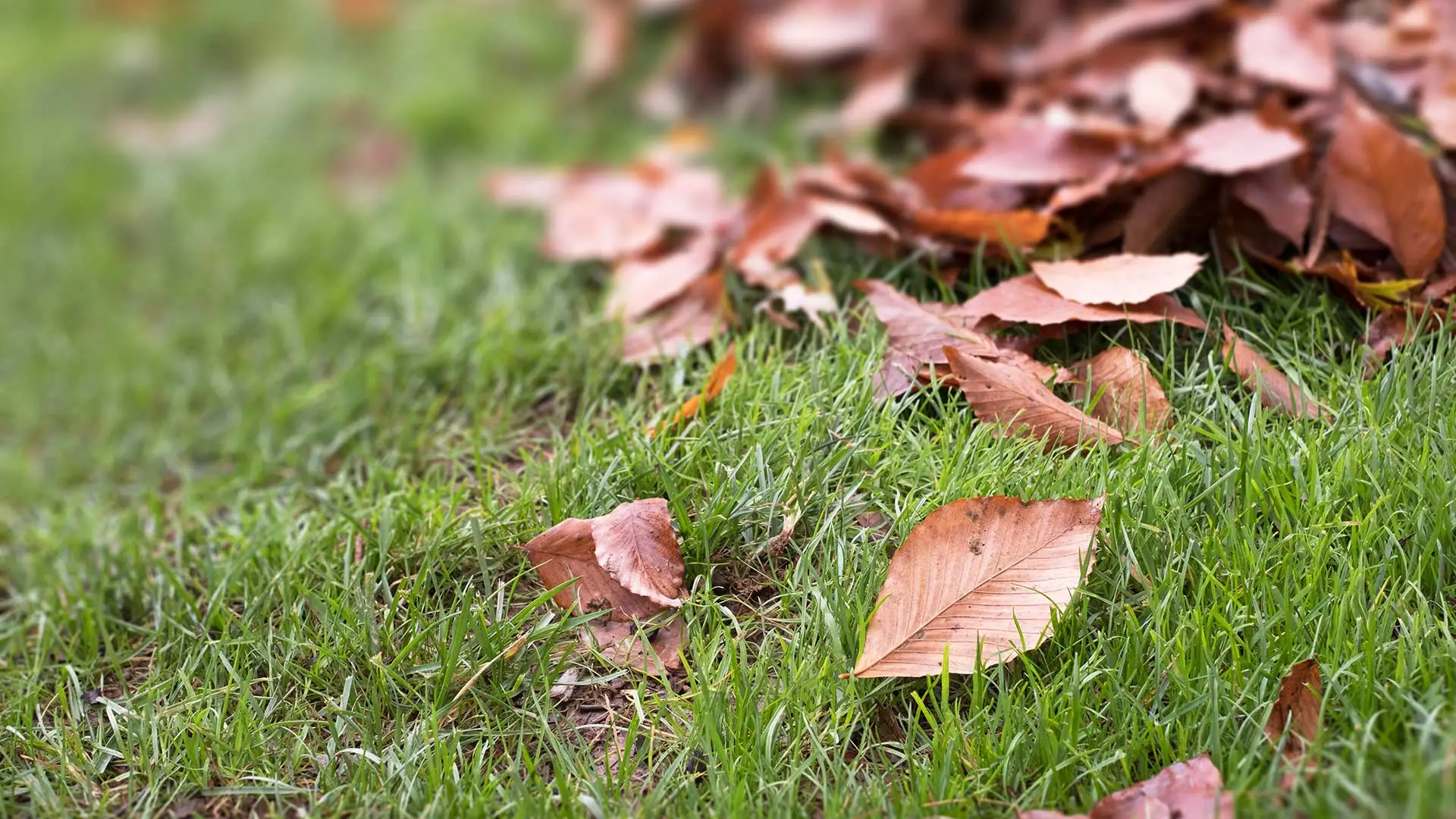 Leaves on a lawn in New Braunfels, TX.