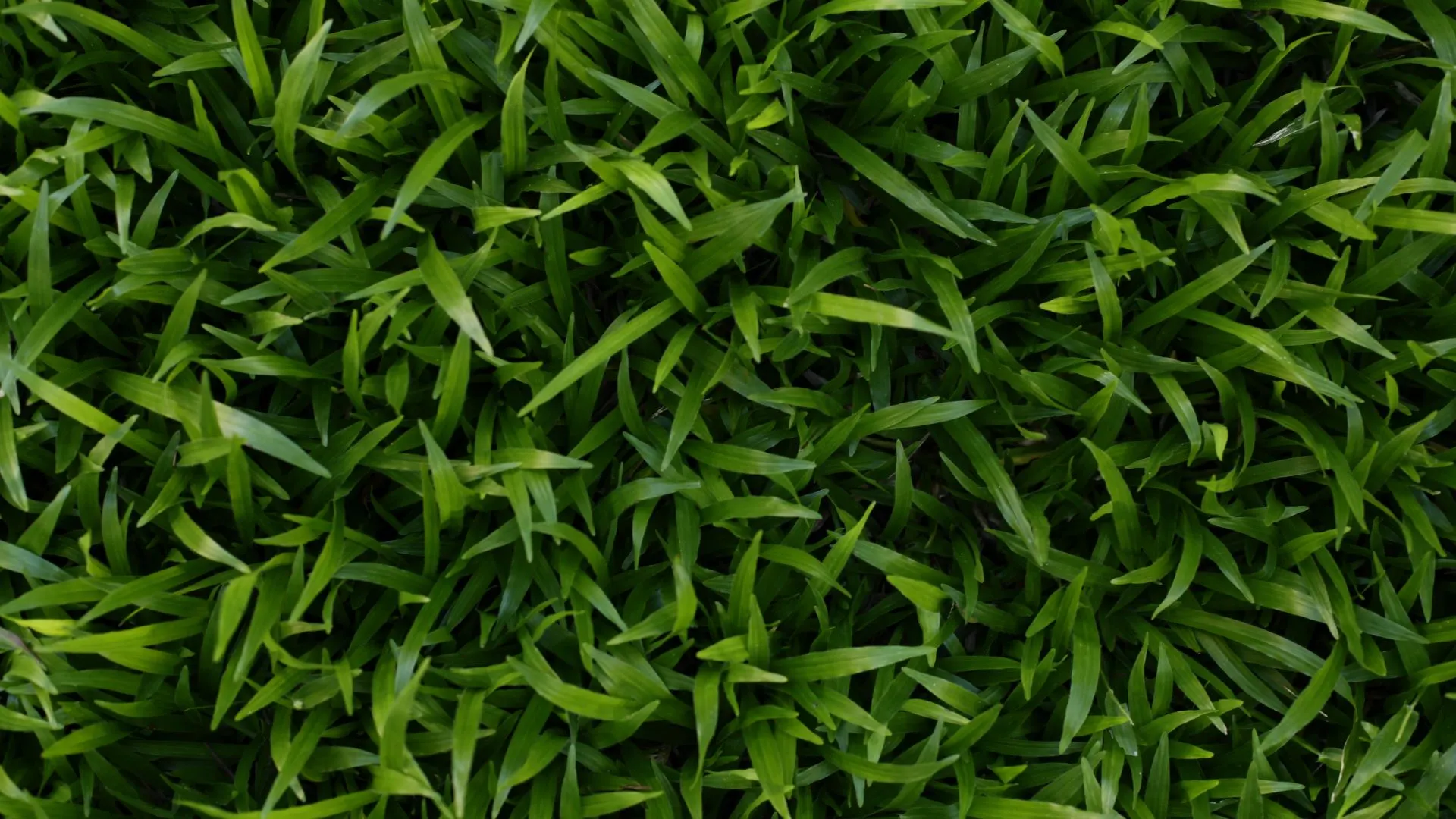 Luscious grass after overseeding services in Kyle, TX.