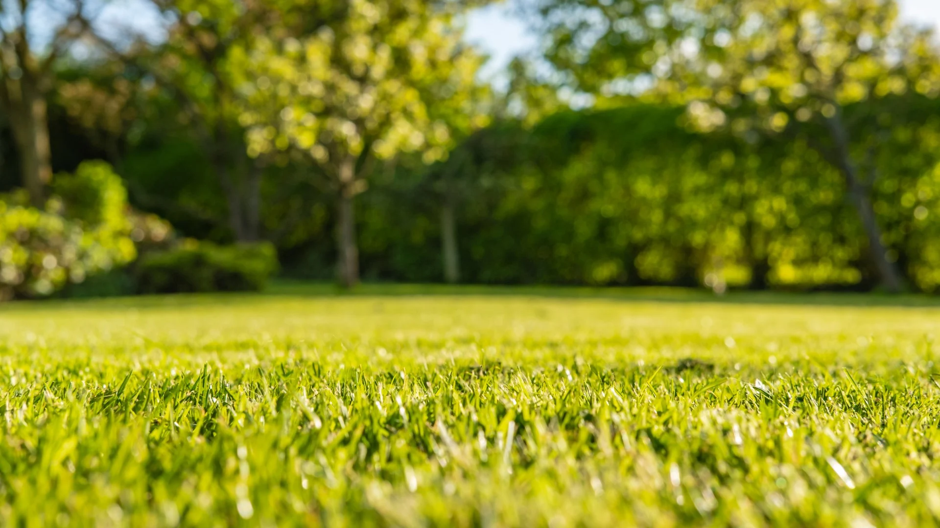 Get a Healthy & Weed-Free Lawn by Combining Fertilization & Weed Control