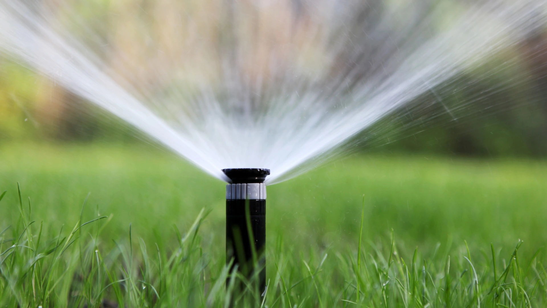 Sprinkler in lawn installed in Buda, TX.