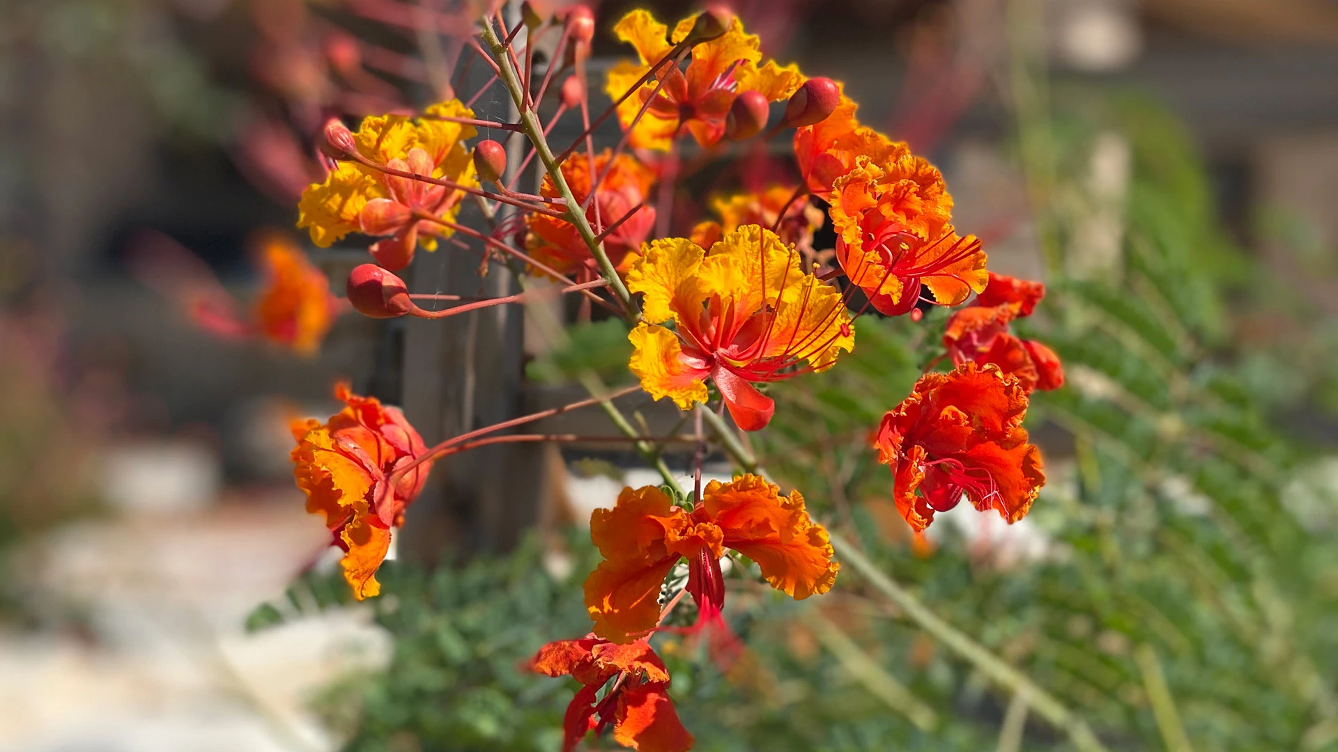 A close up of a red and orange flower on a property in Buda, TX.