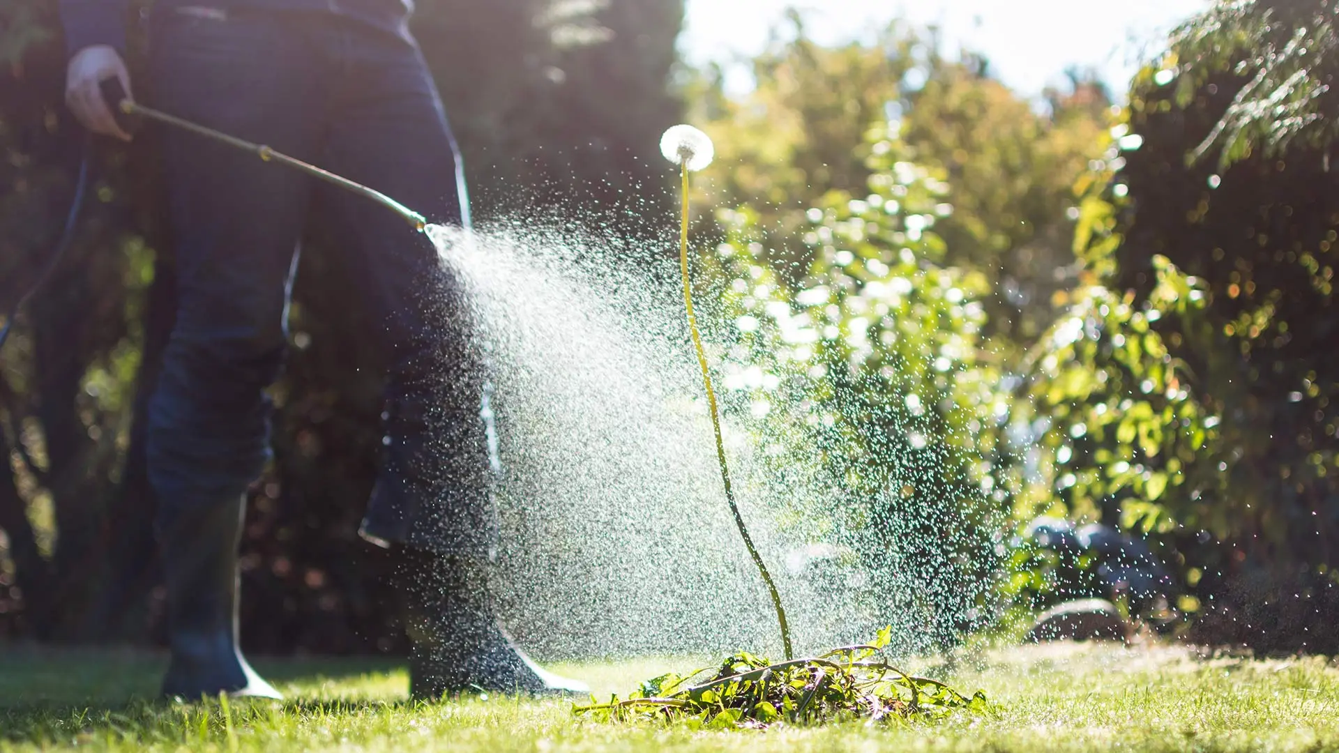 How Does Pre-Emergent Weed Control Work & When Should It Be Applied?