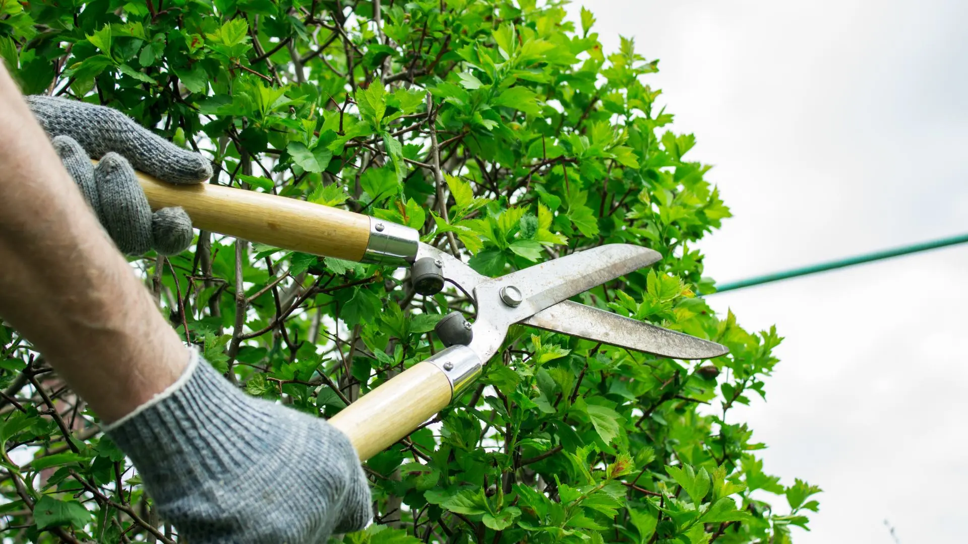 A professional trimming a shrub in landscape bed in New Braunfels, TX.