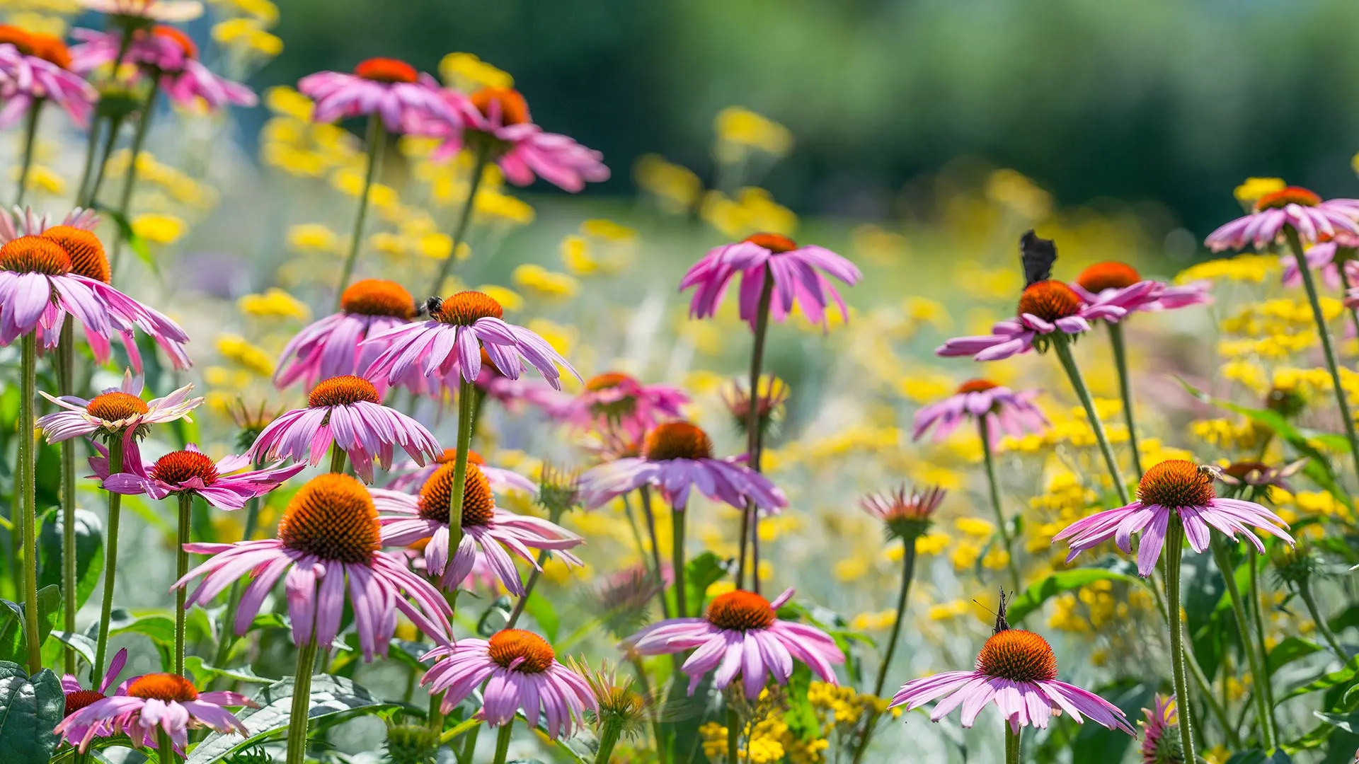 4 Flowers to Plant in Your Landscape Beds That Thrive in the Texas Climate