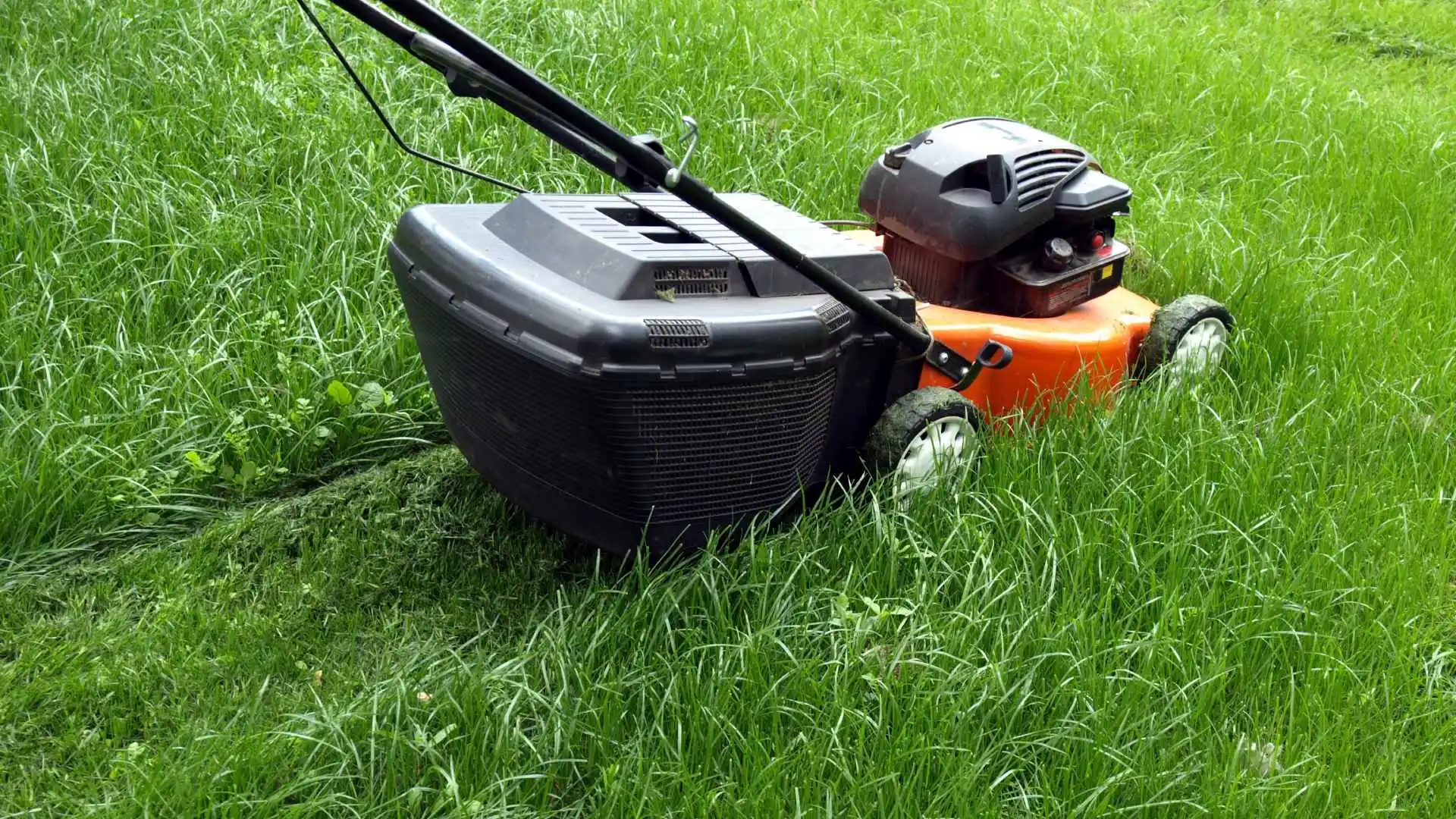 Avoid These 3 Mistakes When Mowing Your Lawn in Texas
