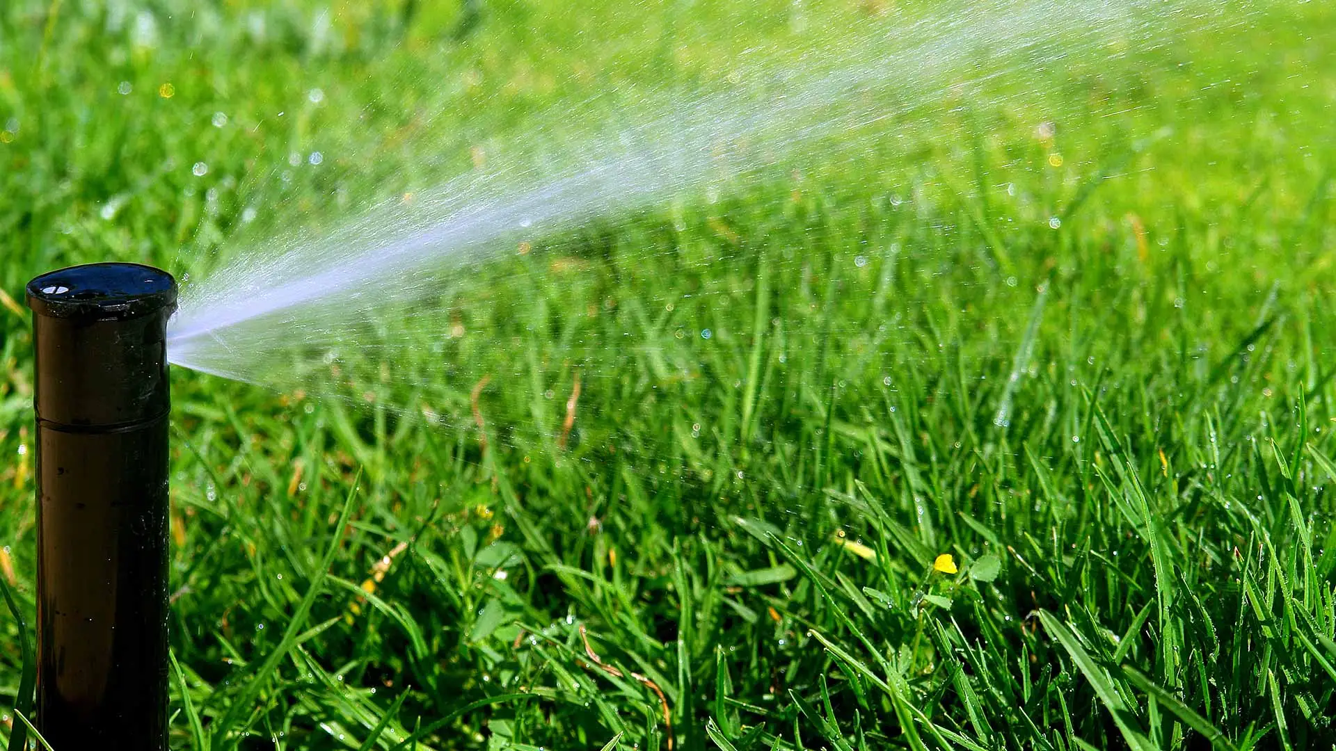 San Marcos Lawn Watering Schedule for Spring