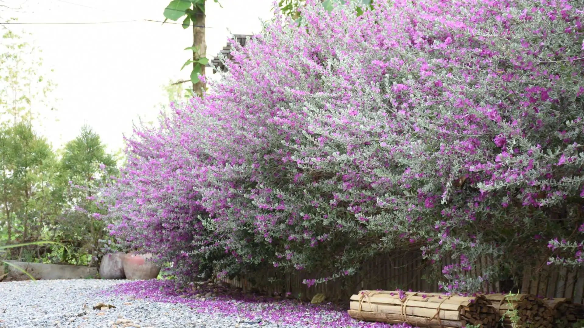 4 Native Texas Plants That Will Thrive in Your Landscape!