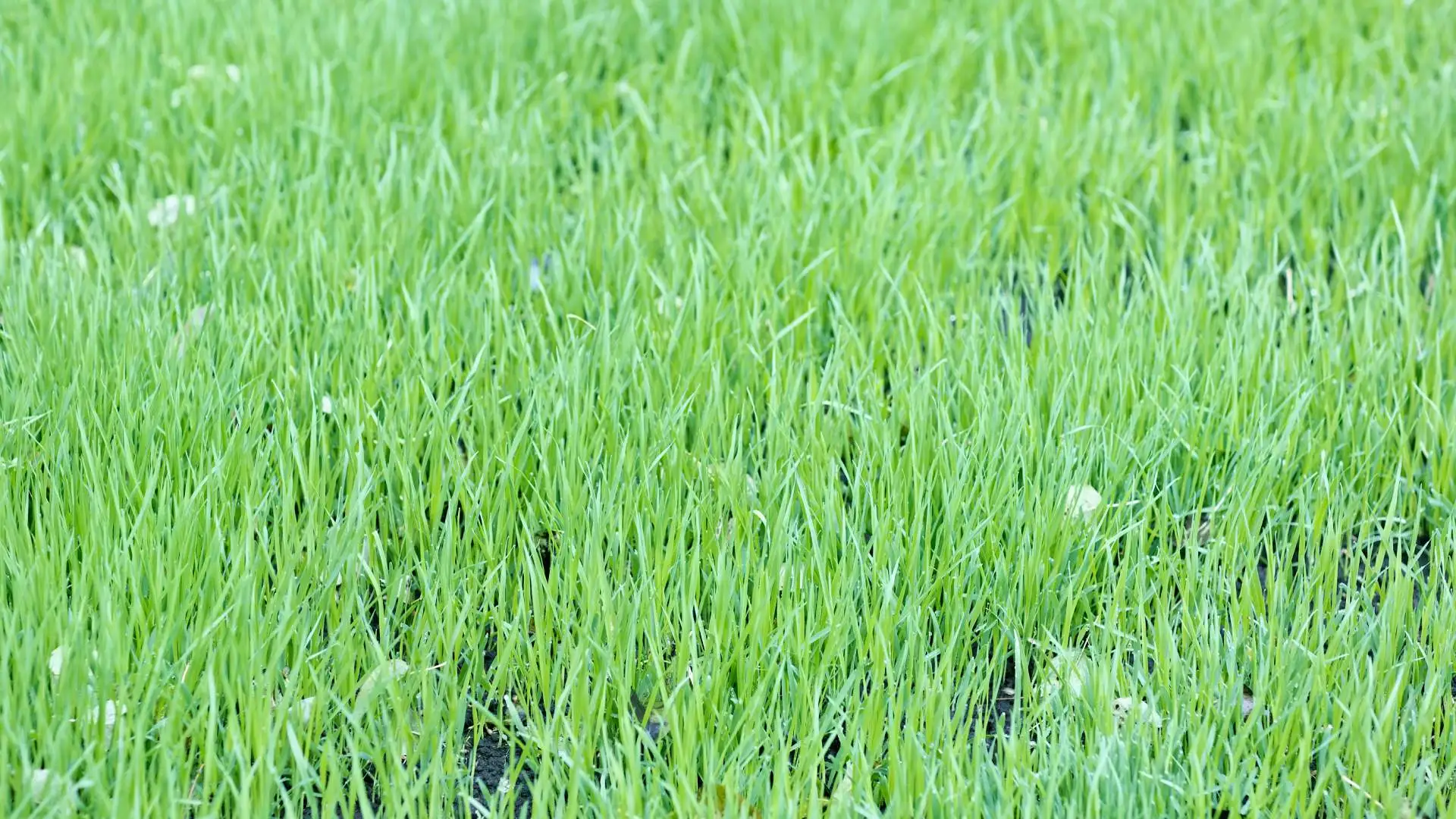 Top dressed lawn in Buda, TX.