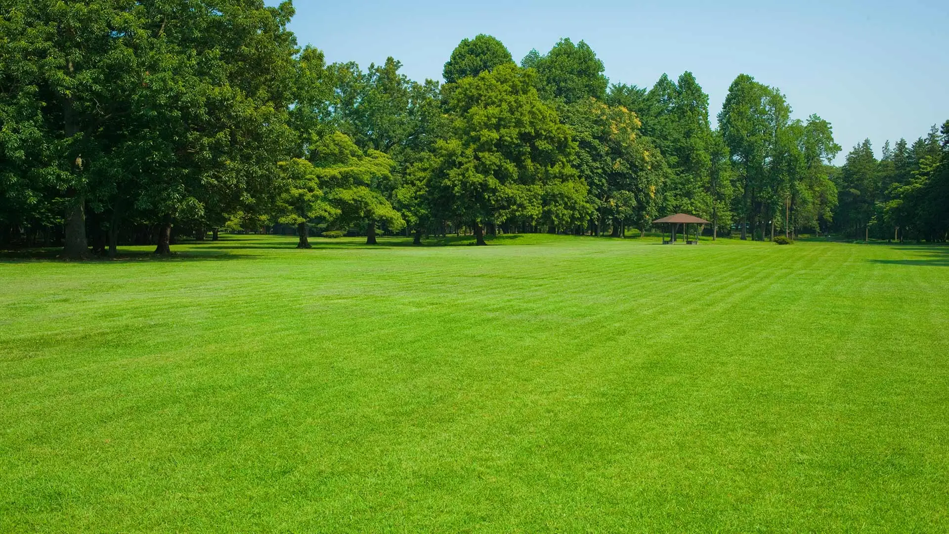 Vibrant green lawn of a customer in San Marcos, TX.