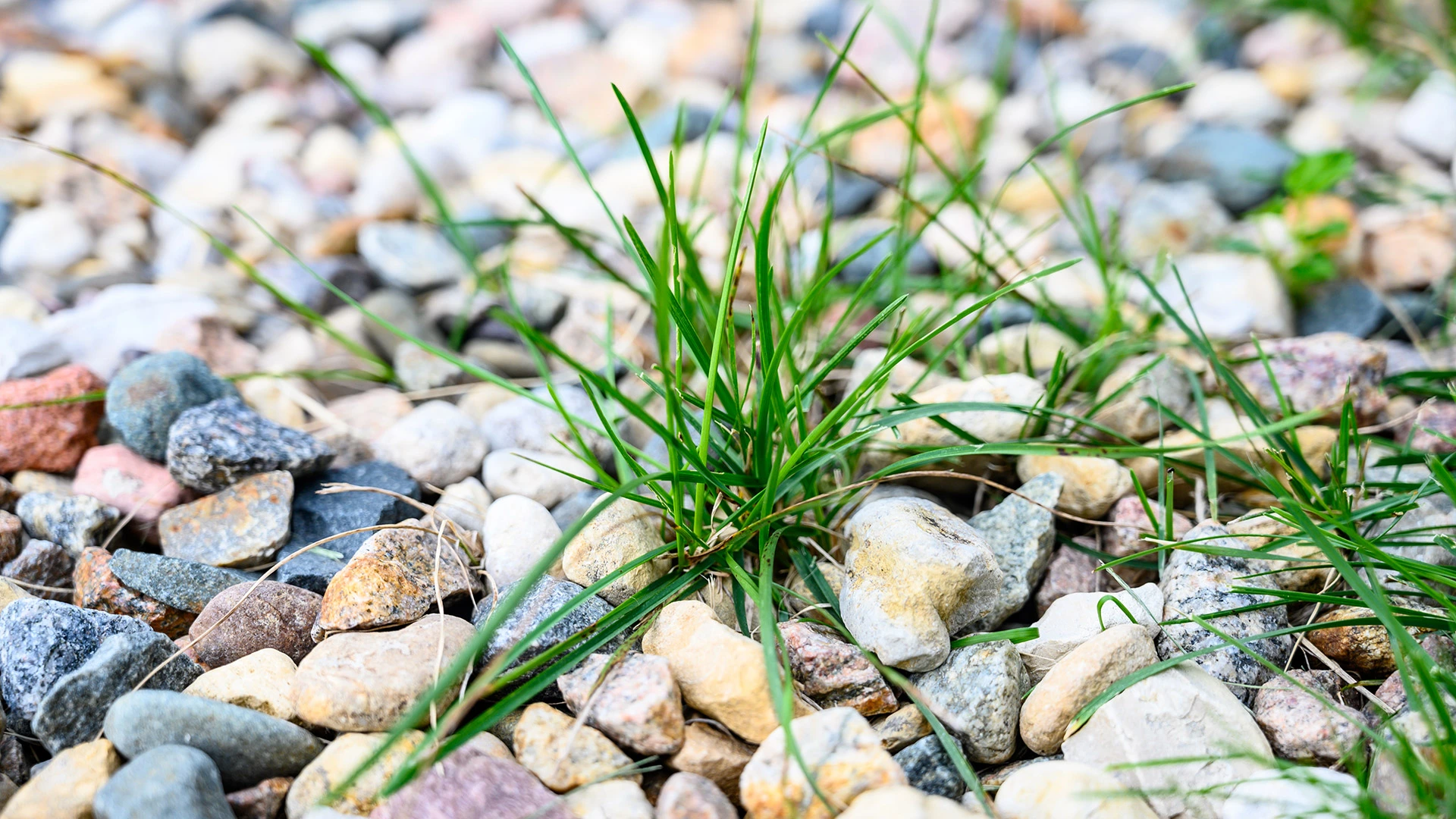 A weed growing between rocks on a potential customer's property in Kyle, TX.
