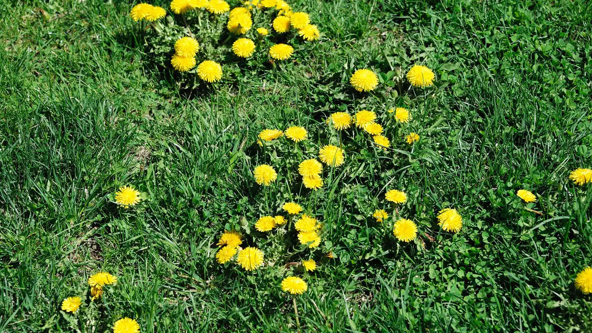 Fight Weeds BEFORE They Conquer Your Lawn