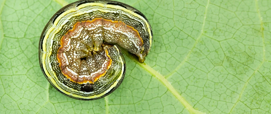 Armyworm found in a lawn in New Braunfels, TX.