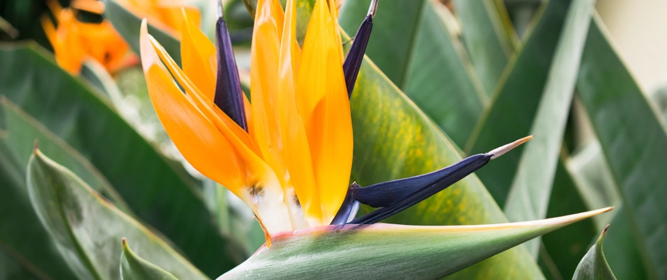 Bird of paradise planting in landscape bed in Wimberley, TX.