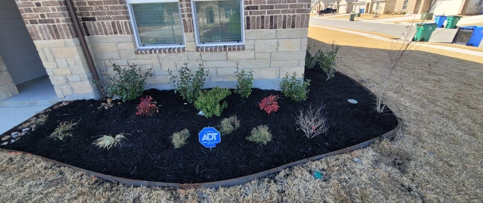 Black mulch installed for landscape bed in Buda, TX.