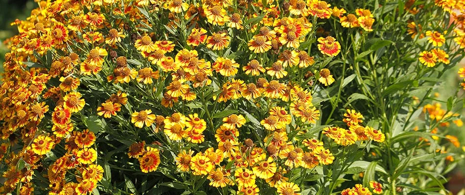 Blanket flower plantings added to landscape bed in New Braunfels, TX.