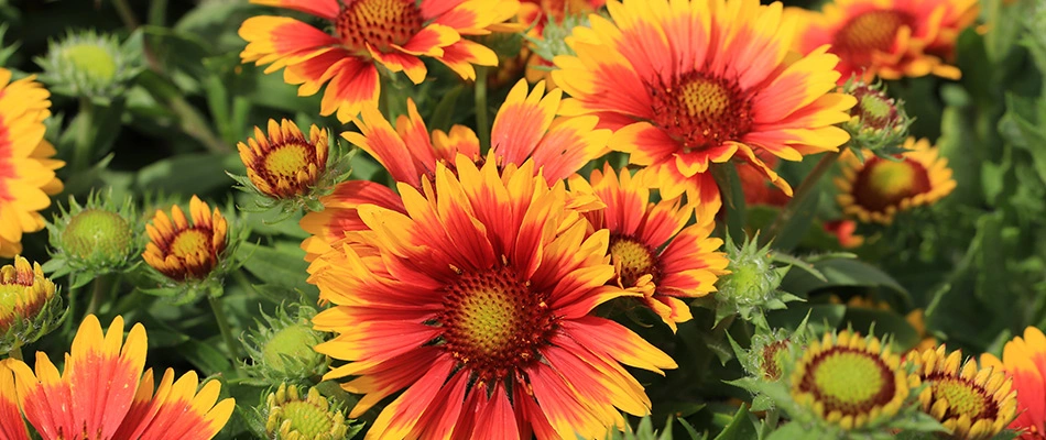 Blanket flowers planted in a landscape bed in Garden Ridge, TX.