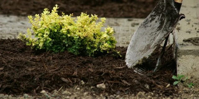 Fresh, dark brown mulch installed at a property in Kyle, TX.