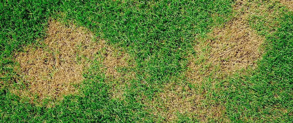 Brown patch lawn disease found throughout lawn in New Braunfels, TX.