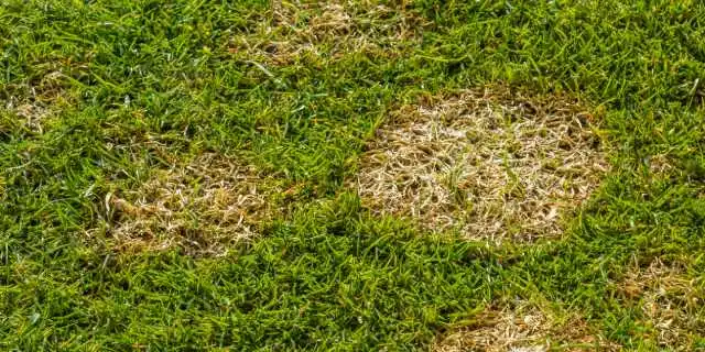 Brown, dead patches in a lawn with disease near San Marcos, TX.