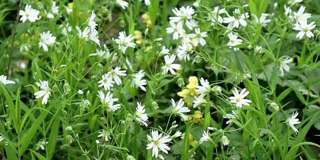 Chickweed overgrowing in a lawn near Buda, TX.