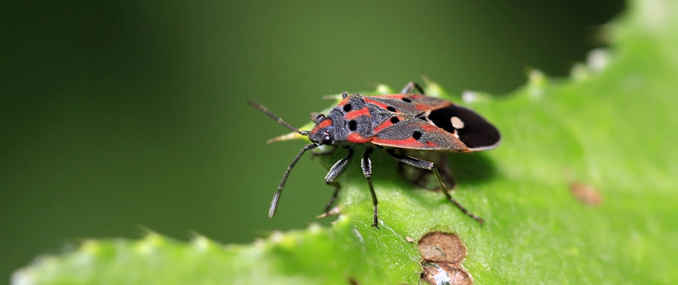 A chinchbug on a damaged leaf near Buda, TX.
