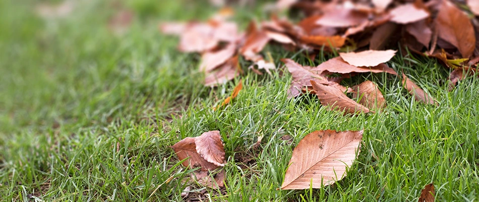 Debris and leaves covering a lawn in Woodcreek, TX.