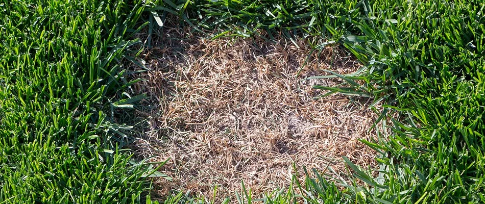 Dollar spot lawn disease caught in a customer's lawn in Buda, TX.