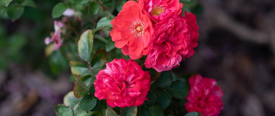Drift rose planting in a landscape bed in Canyon Lake, TX.