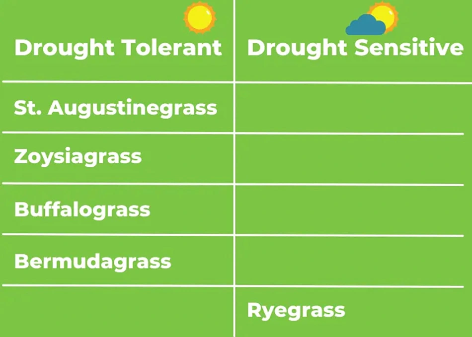 Drought resistant and tolerant grass types for use near New Braunfels, TX.