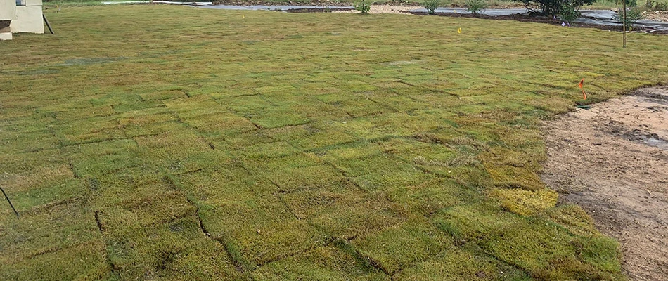 A field of fresh sod behind a home in Kyle, TX.