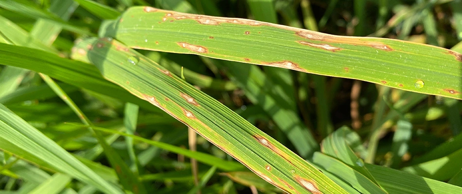 Grass diseased and stressed with dew and sunshine near New Braunfels, TX.