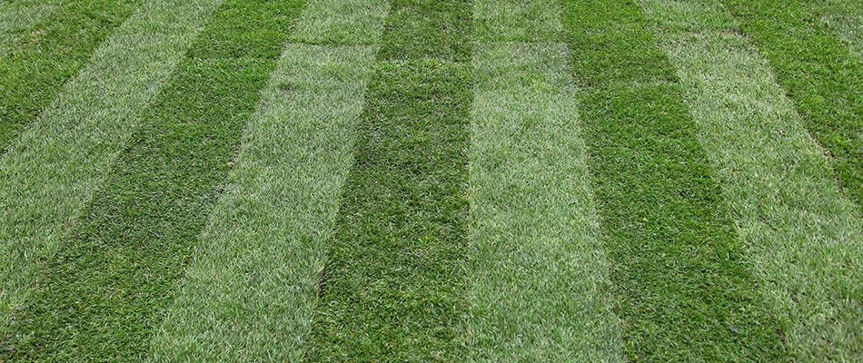 Healthy, green lawn with mowing lines in and around the New Braunfels, TX area.