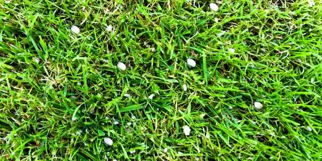 Fertilizer in lawn grass near New Braunfels, TX.