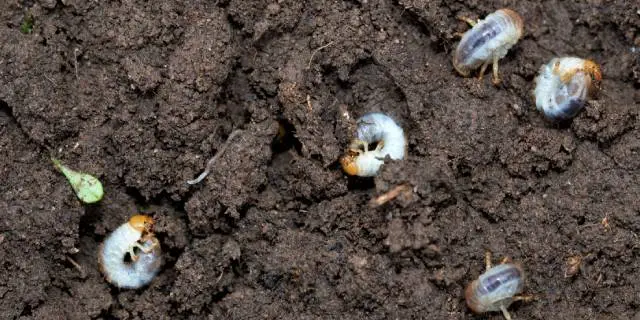 Grubs rolling around in dark soil at a home in Kyle, TX.
