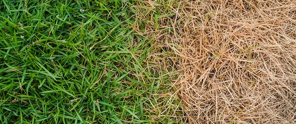 Half lawn treated with fertilizer treatments and without showing dead grass in New Braunfels, TX.