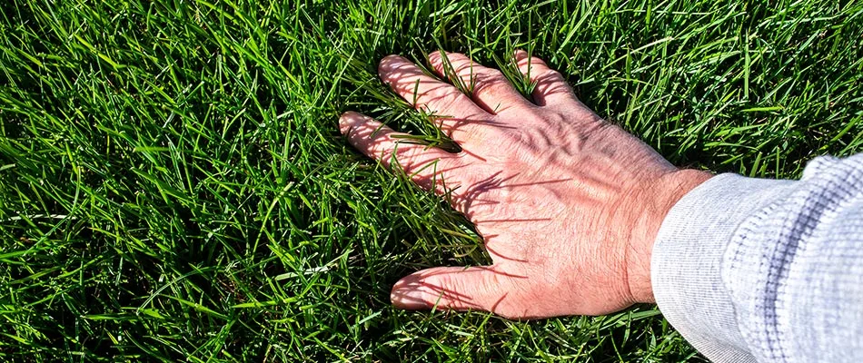 Hands feeling fertilized lawn in Garden Ridge, TX.