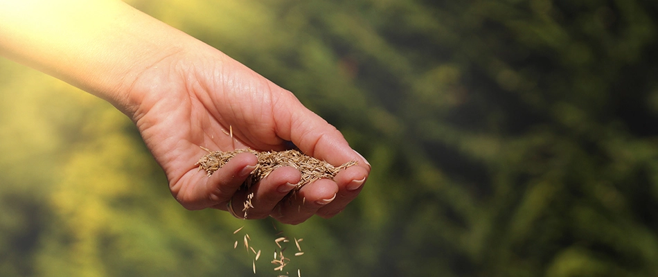 Professional pouring seeds from hands in New Braunfels, TX.